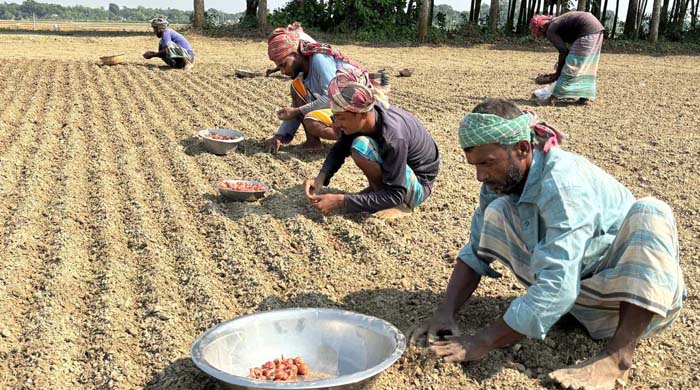 রাজবাড়ীতে মুড়িকাটা পেঁয়াজ আবাদে  ব্যস্ত চাষিরা॥সারের দাম নিয়ে দুশ্চিন্তায়